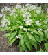 Česnek medvědí - Allium ursinum - prodej semen - 7 ks