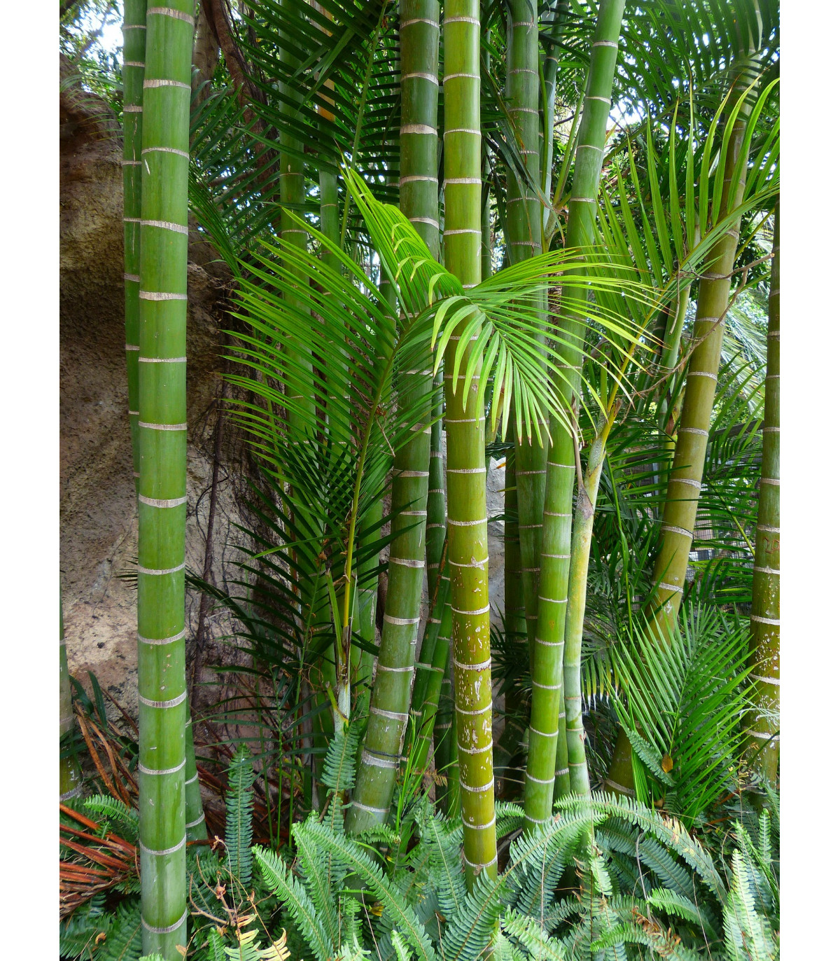 Semínka bambusu - Phyllostachys pubescens - Král bambusů - prodej semen - 3 ks