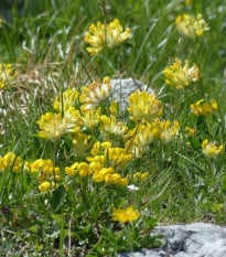 Úročník bolhoj - Anthyllis vulneraria - prodej semen - 30 ks