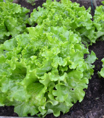 BIO salát Batavia Leny - Lactuca sativa - prodej bio semen - 100 ks