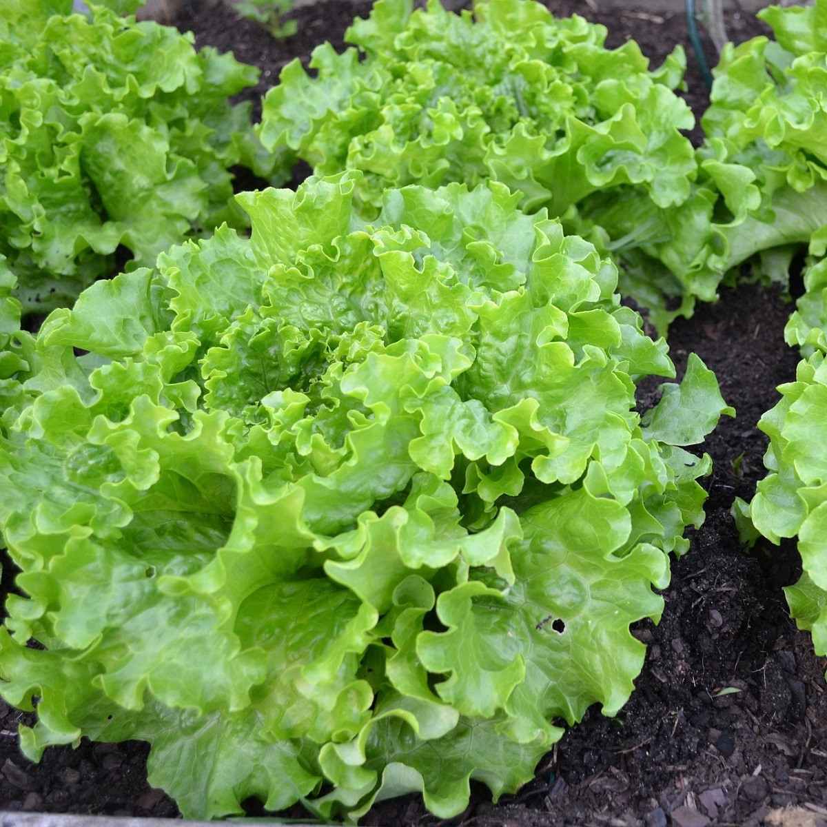 BIO salát Batavia Leny - Lactuca sativa - prodej bio semen - 100 ks
