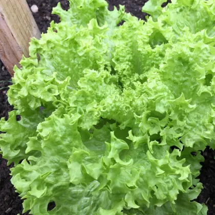Endivie Escariol - Cichorium Endivia - prodej semen - 150 ks