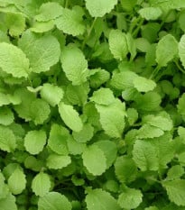 Hořčice habešská - Brassica carinata - prodej semen - 250 ks