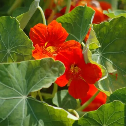 Lichořešišnice Modrý Pepe - Tropaeolum majus - prodej semen - 15 ks