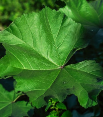 Sléz přeslenitý - Malva verticillata - prodej semen - 150 ks