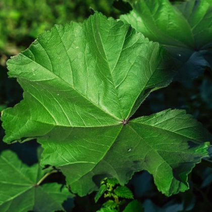 Sléz přeslenitý - Malva verticillata - prodej semen - 150 ks