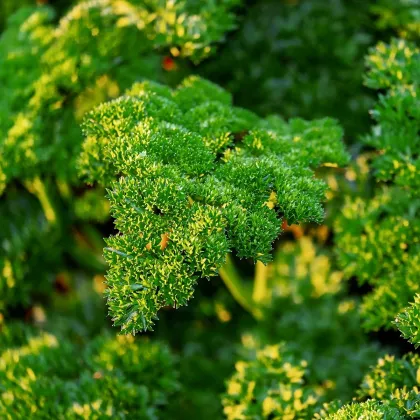Petržel Mooskrause - Petroselinum crispum - prodej semen - 500 ks