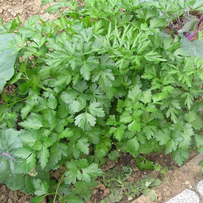 Petržel naťová Zelená Perla - Petroselinum crispum - prodej semen - 1 g