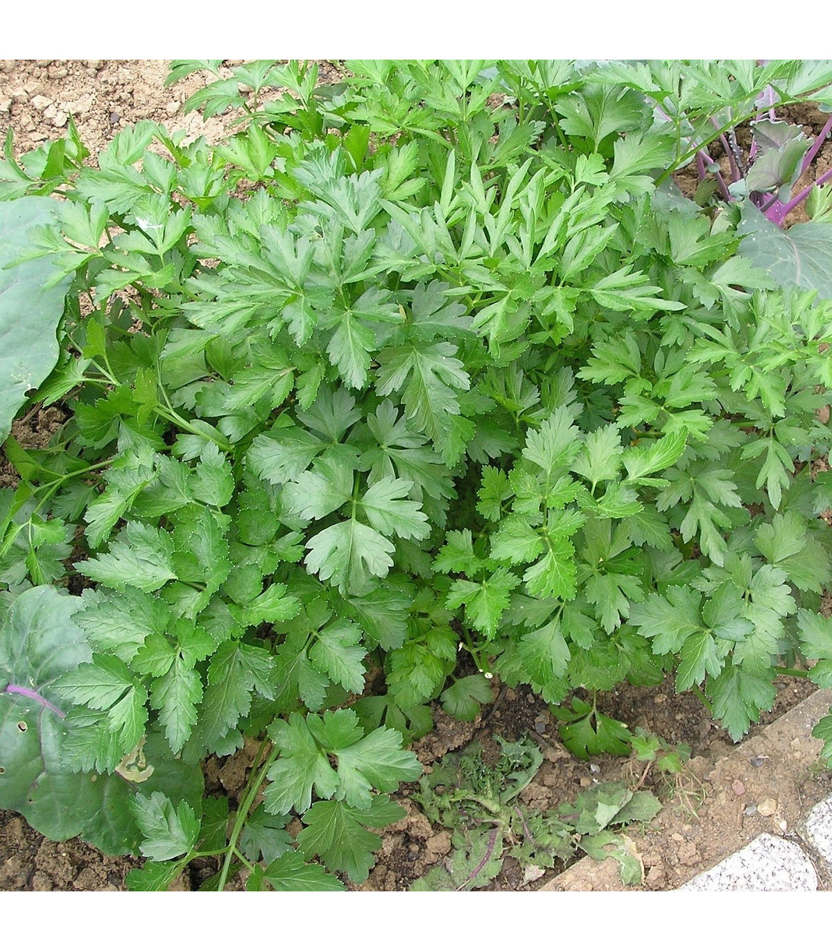 Petržel naťová Zelená Perla - Petroselinum crispum - prodej semen - 1 g