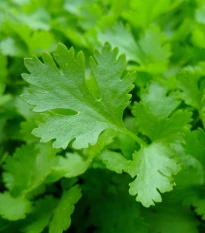 Petržel Gigante d' Italia - Petroselinum crispum - prodej semen - 300 ks