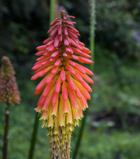 Kniphofia - Kleopatřina jehla - Kniphofia reflexa - prodej semen - 4 ks
