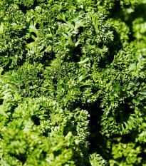 Petržel naťová Kudrnka - Petroselinum crispum - prodej semen - 700 ks