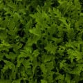 Rukola setá - Eruca sativa - prodej semen - 250 ks