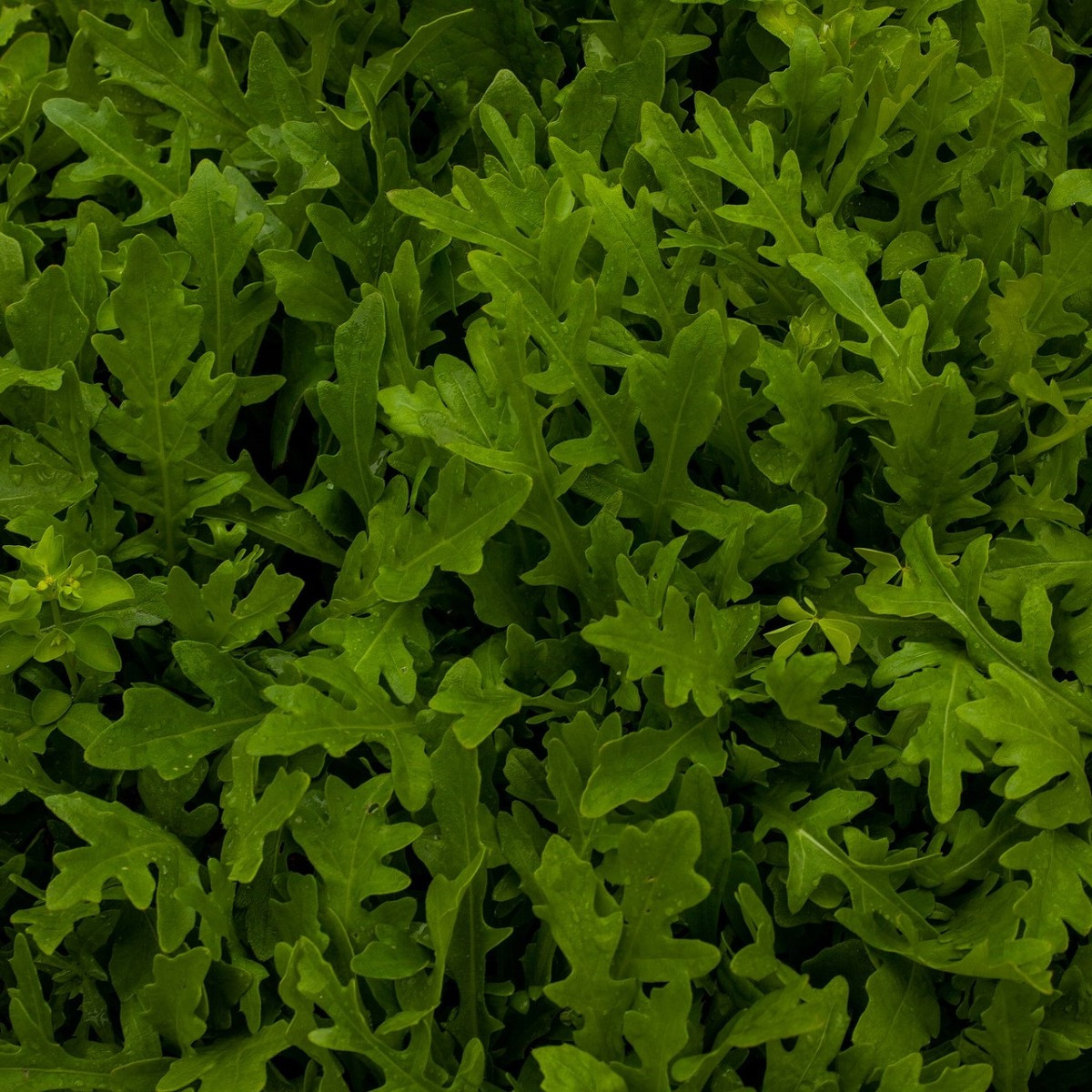 Rukola setá - Eruca sativa - prodej semen - 250 ks