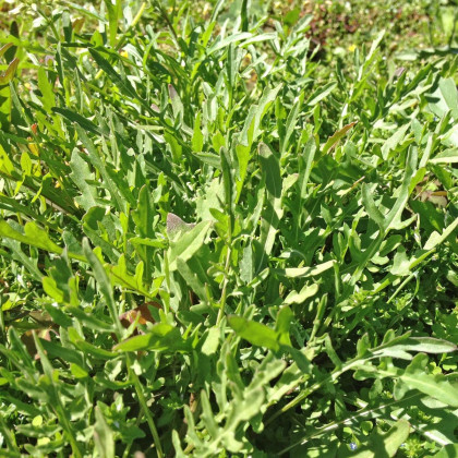 Divoká roketa - Wild rocket - rostlina Diplotaxis tenuiflora- prodej semen - 0,5 gr