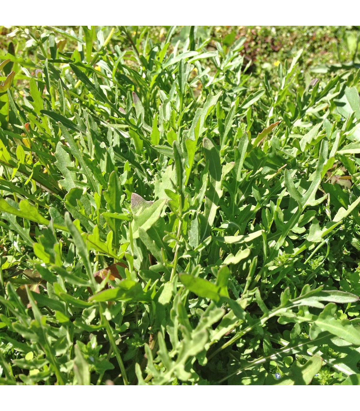 Divoká roketa - Wild rocket - rostlina Diplotaxis tenuiflora- prodej semen - 0,5 gr