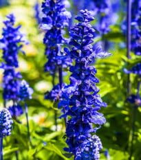 Šalvěj Victoria Blue - Salvia farinacea - prodej semen - 20 ks