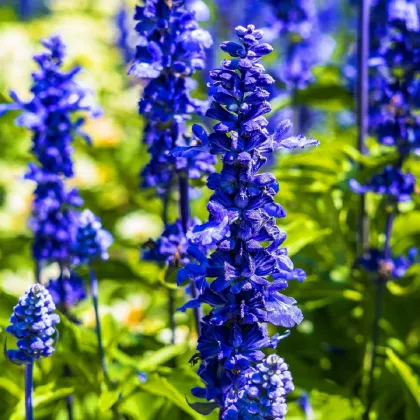 Šalvěj Victoria Blue - Salvia farinacea - prodej semen - 20 ks