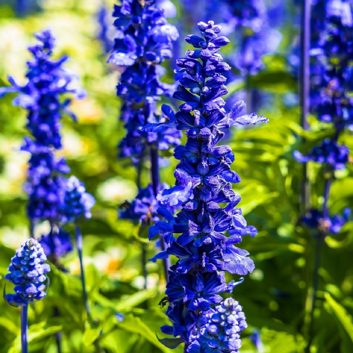 Šalvěj Victoria Blue - Salvia farinacea - prodej semen - 20 ks