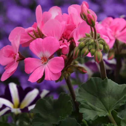 Muškát páskatý Horizon Mix barev - Pelargonium zonale - prodej semen - 4 ks