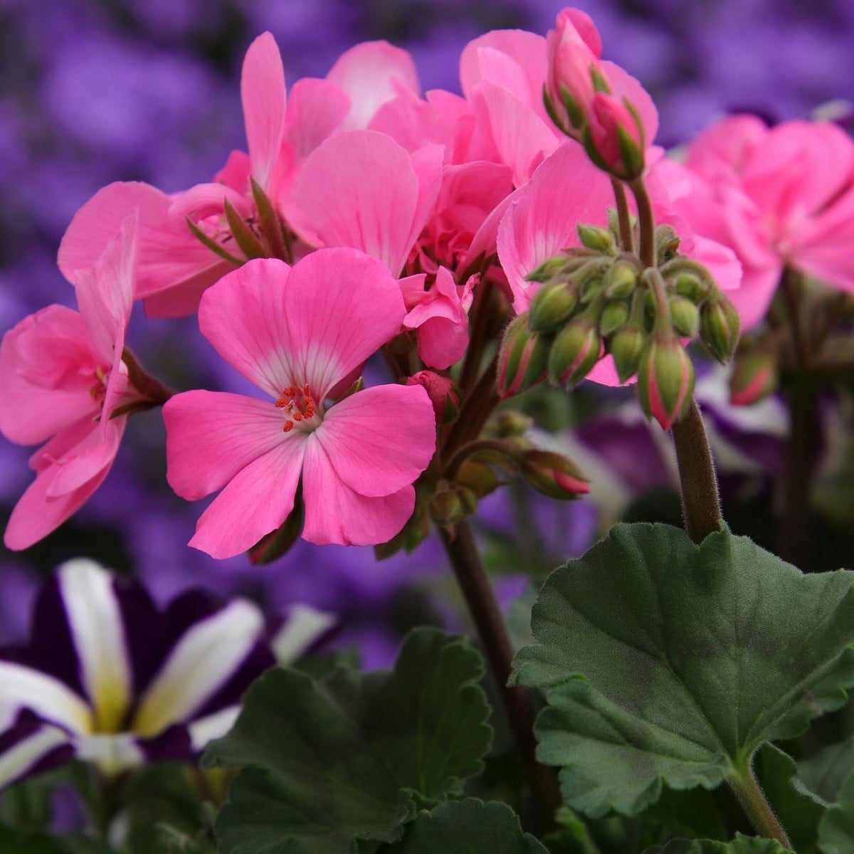 Muškát páskatý Horizon Mix barev - Pelargonium zonale - prodej semen - 4 ks