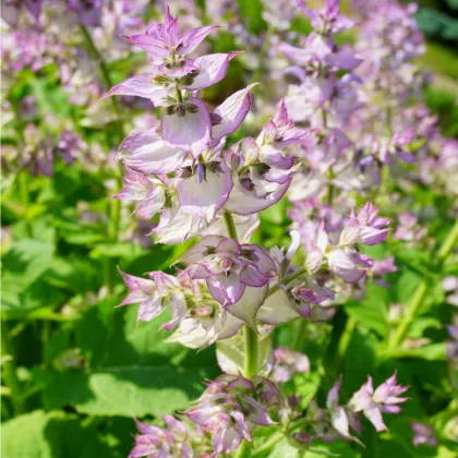 Šalvěj muškátová - Salvia sclarea - prodej semen - 50 ks