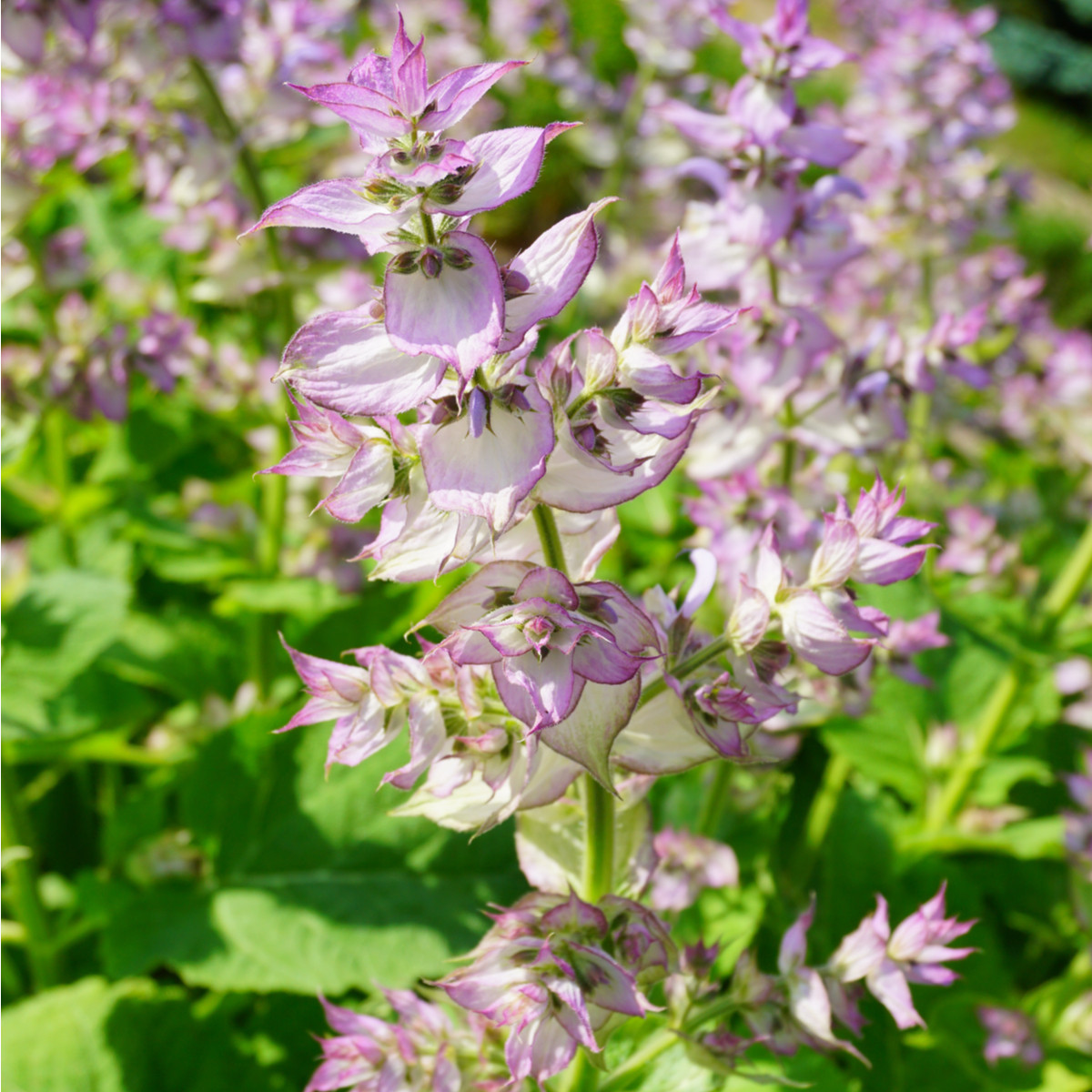 Šalvěj muškátová - Salvia sclarea - prodej semen - 50 ks