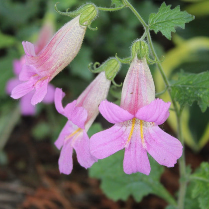 Náprstník čínský - Rehmannia elata - prodej semen - 6 ks