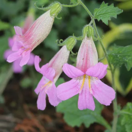 Náprstník čínský - Rehmannia elata - prodej semen - 6 ks