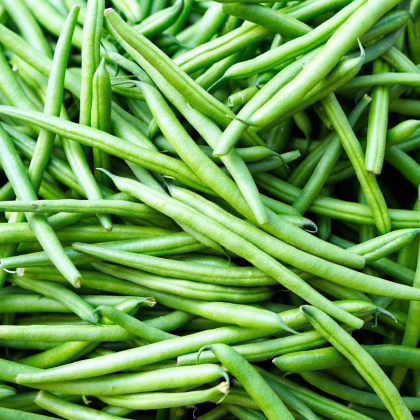 Fazole Enorma - Phaseolus coccineus - prodej semen - 20 ks