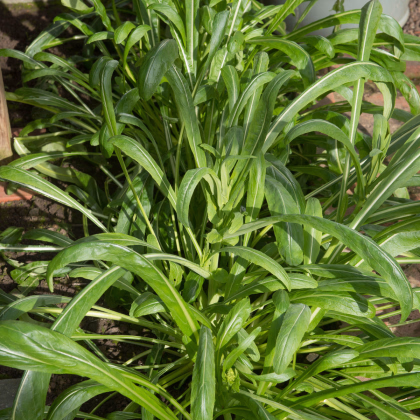 Mibuna - Japonský salát - Brassica rapa - prodej semen - 40 ks