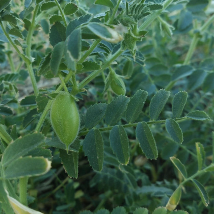 Cizrna Pascia - Cicer arietinum - prodej semen - 10 ks