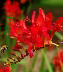 Montbrécie Červený král - Crocosmia - prodej cibulovin - 4 ks