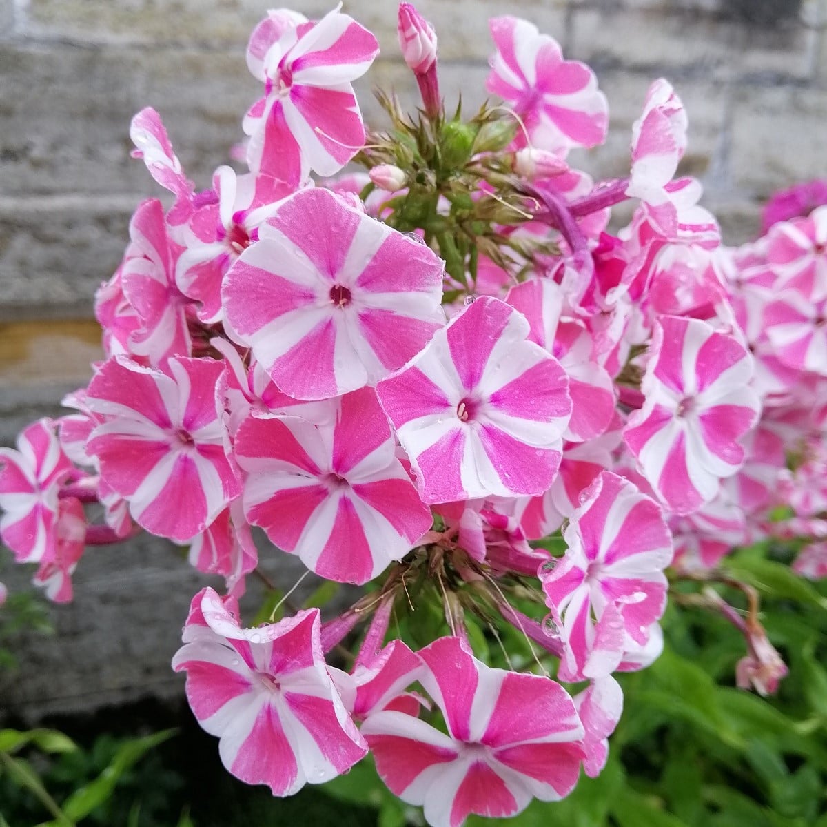 Plaménka Peppermint Twist - Phlox - prodej prostokořenných sazenic plamének - 1 ks