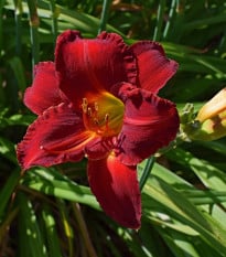 Denivka Red Magic - Hemerocallis - prodej cibulovin - 1 ks