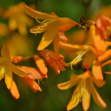Montbrécie George Davidson - Crocosmia - prodej cibulovin - 4 ks