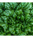Tatsoi - Brassica rapa var rosularis  - prodej semen - 100 ks