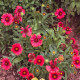 Kokarda Arizona Red Shades - Gaillardia aristata - prodej semen - 10 ks