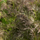 Rukola Agano - Brassica juncea - prodej semen - 150 ks