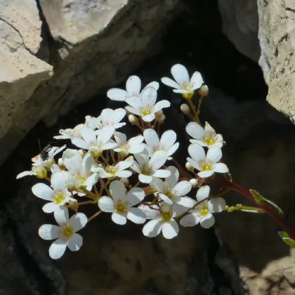 Lžičník lékařský - Cochleria officinalis - prodej semen - 20 ks