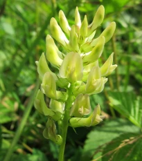 Kozinec sladkolistý - Astragalus glycyphyllos - prodej semen - 20 ks