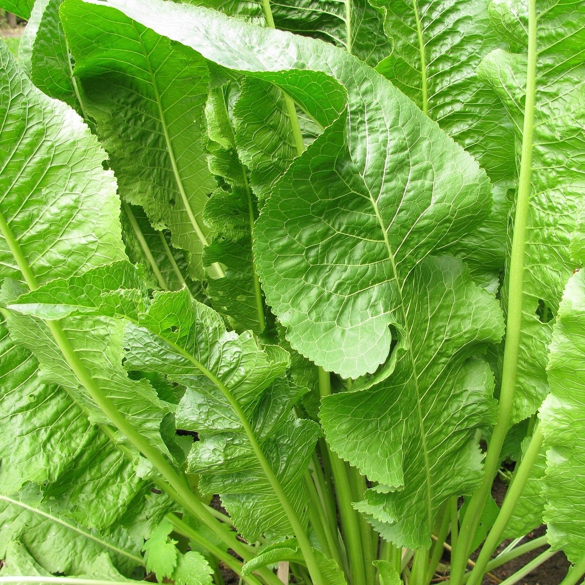 Selský křen - Armoracia Rusticana - kořenový řízek k sázení - 1 ks