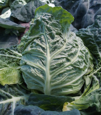 Kapusta raná žlutá - Brassica oleracea - prodej semen - 150 ks