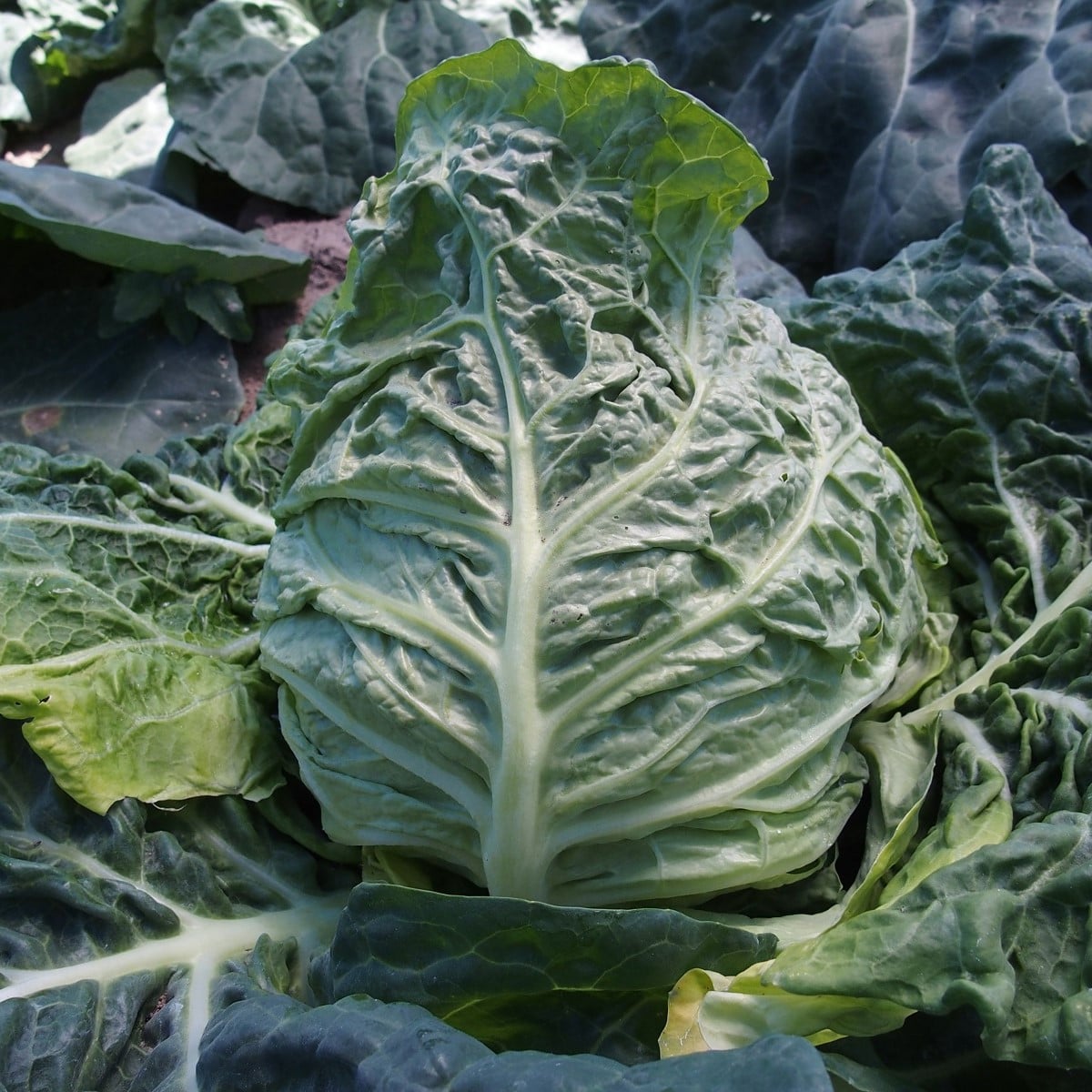 Kapusta raná žlutá - Brassica oleracea - prodej semen - 150 ks