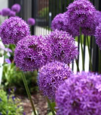 Česnek Globemaster - Allium - prodej cibulovin - 1 ks