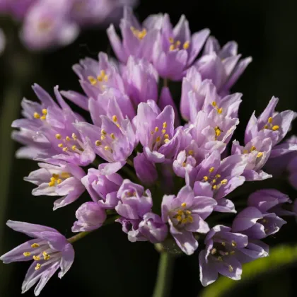 Česnek okrasný růžový - Allium roseum - prodej cibulovin - 3 ks
