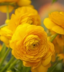 Pryskyřník plnokvětý žlutý - Ranunculus asiaticus - prodej cibulovin - 3 ks