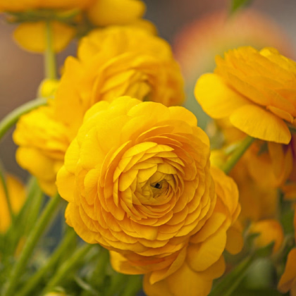 Pryskyřník plnokvětý žlutý - Ranunculus asiaticus - prodej cibulovin - 3 ks