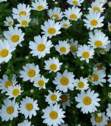 Kopretina balkonová Snowland - Chrysanthemum paludosum - semena - 50 ks