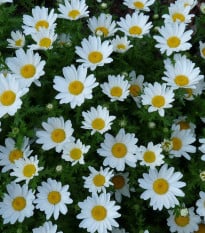 Kopretina balkonová Snowland - Chrysanthemum paludosum - prodej semen - 50 ks
